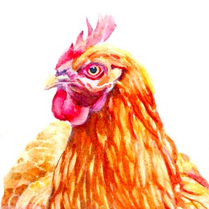 Fifi, Cochin Hen 4&quot;x4&quot;x5/8” archival print, Chicken Gifts, Farmhouse Decor, Chickens, Chicken Flock, Farm Gifts