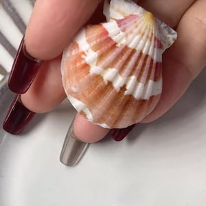 Levendige oranje en witte natuurlijke sint-jakobsschelp voor kustdecor en handwerk