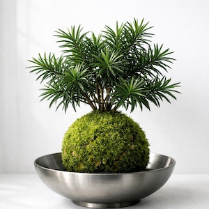 Moss ball bonsai - Etsy.de