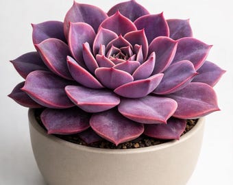Suculenta Echeveria púrpura grande - Planta viva con roseta vibrante