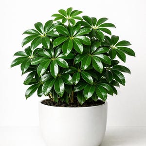 Op de afbeelding: Een levendige groene plant met glanzende, meervoudig gelobde bladeren, in een witte keramische pot. Het weelderige gebladerte van de plant contrasteert met de strakke witte achtergrond, wat een frisse, moderne uitstraling creëert. Ideaal voor interieurdecoratie.
