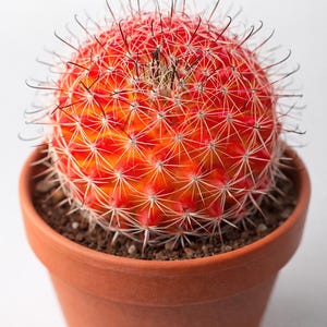 kaktus pflanze Cactus Opuntia | 120cm | Online kaufen main image 0