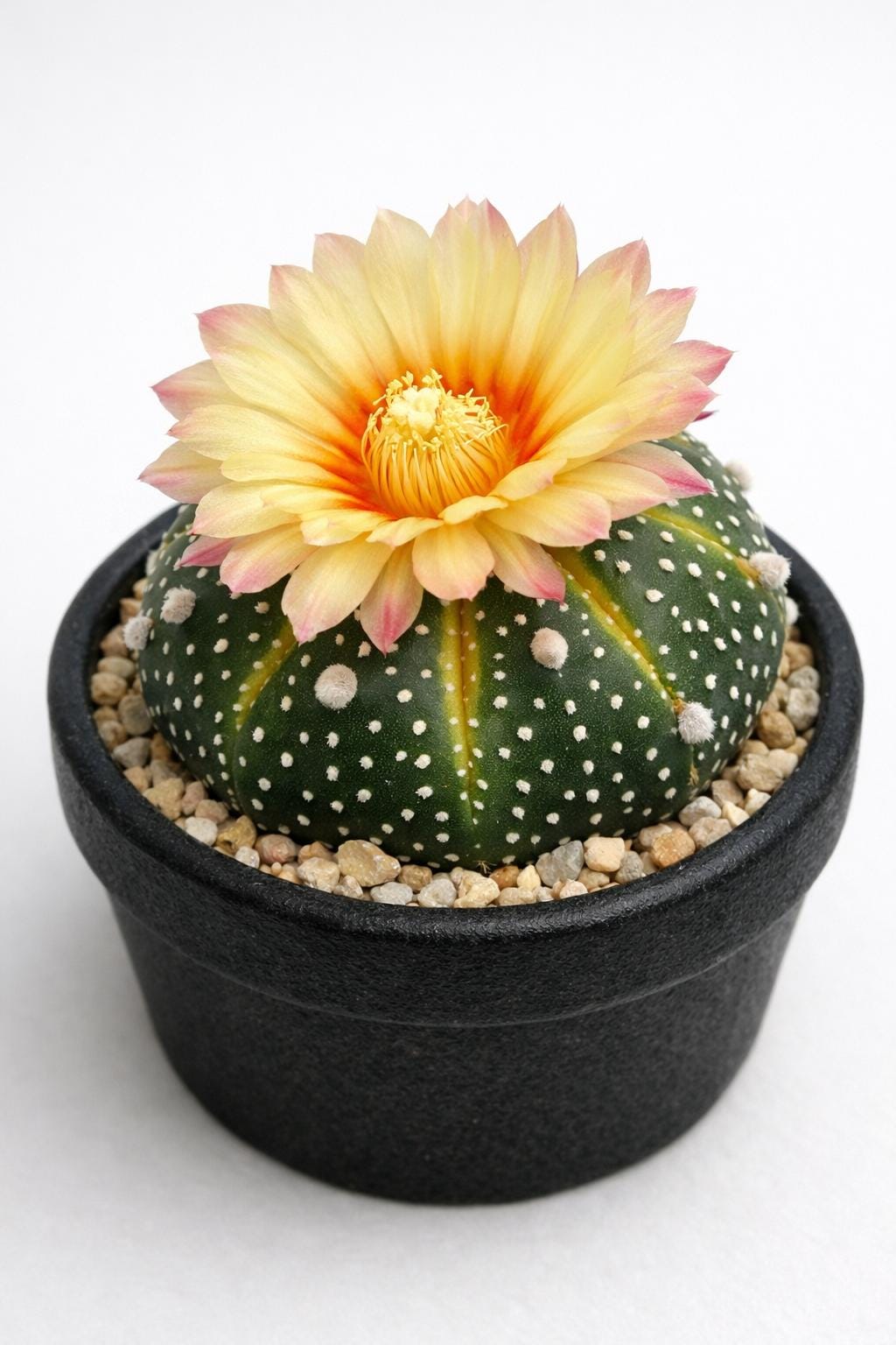 珍しいサボテンの花 - Etsy 日本