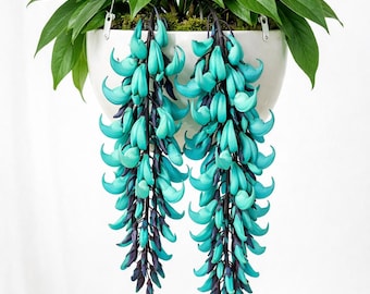 Semillas de enredadera de jade - Strongylodon macrobotrys / Semillas raras de flores azul turquesa (10)