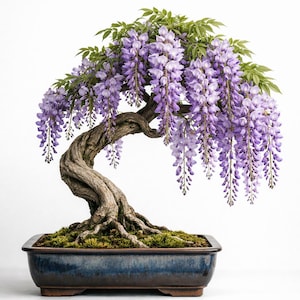 Blauregen bonsai - Etsy.de