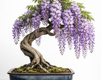 araucaria araucana bonsai Bonsai Araucaria Cunninghamii in vas ceramic – Secret Garden Plant Shop