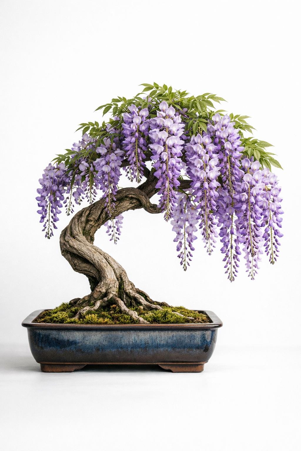 Blauregen bonsai - Etsy.de
