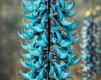 Pianta rampicante rara di giada - Strongylodon macrobotrys / Vite rampicante vivente con fiori blu turchese