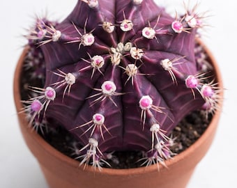 Purple Star Cactus – Color-Shifting Gymnocalycium, Ribbed Spines Live Plant