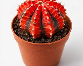 Red Moon Cactus – Gymnocalycium mihanovichii Live Plant