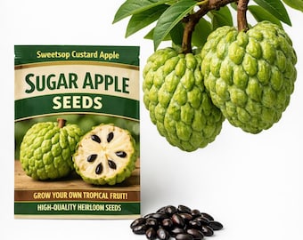 Zuckerapfel (Annona squamosa) - Süße Tropische Obstbaum Samen (1-3g)