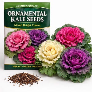 Ornamental Kale Seeds - Mixed Bright Colors | Flowering Cabbage Seeds (1-3g)