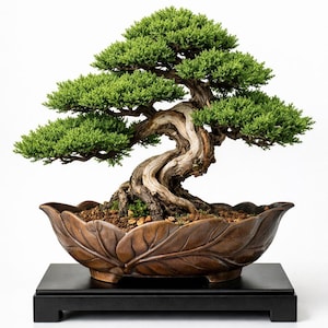himalaya zeder bonsai Bonsai Cedrus deodara seeds for sale online – Seed World main image 0