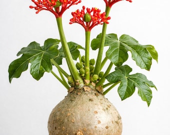 Plante du ventre de bouddha - Jatropha podagrica à fleurs rouges | Plante vivante contre la goutte