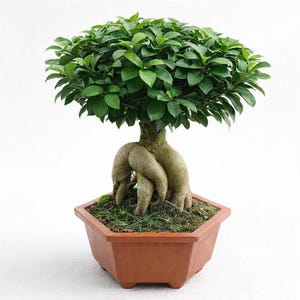 Peut inclure: Un bonsaï Ficus ginseng doté d'un système racinaire épais et apparent de couleur brun clair, surmonté d'un feuillage dense composé de petites feuilles ovales vert foncé et brillantes. Il est planté dans un pot hexagonal en terre cuite.