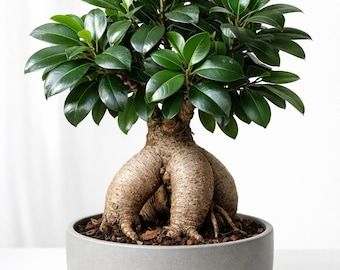 Jordan Japanese Maple Bonsai Sokan Style 20" - Etsy