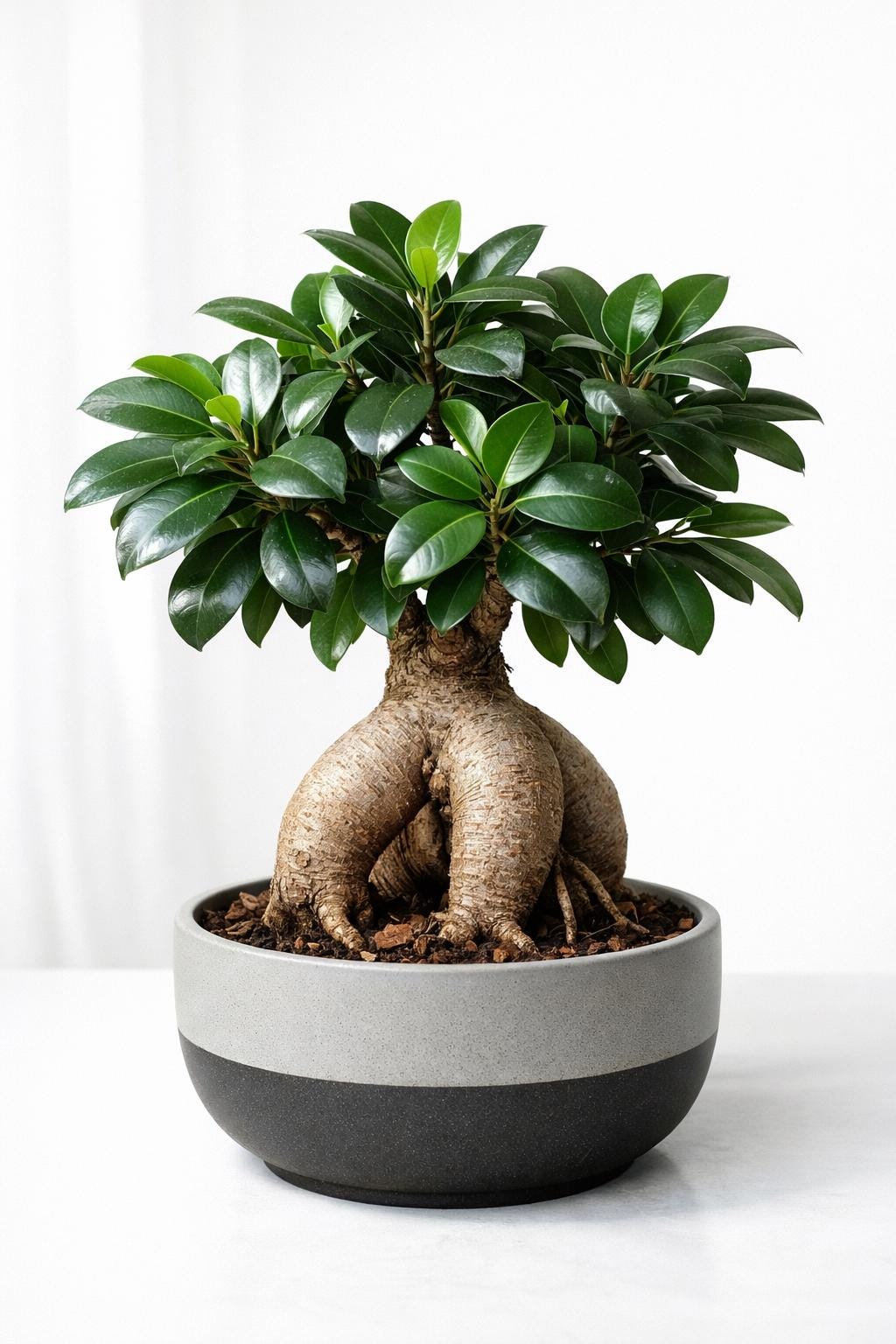 Bonsai ficus - Etsy.de