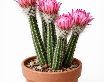 Cactus Echinopsis con fiori rosa - Pianta di cactus fiorita viva