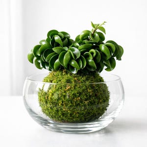 Op de afbeelding: Een kleine, ronde, heldere glazen kom bevat een groene mosbal, bekroond met een weelderige groene plant met afgeronde bladeren. De kom staat op een wit oppervlak. Het ontwerp is minimalistisch. Dit is een decoratieve kamerplant.