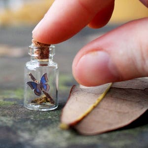 Miniature Butterfly in a Jar