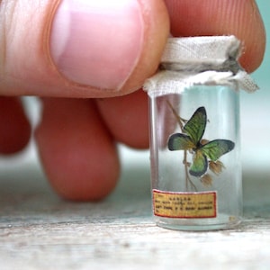 Pode incluir: Um pequeno frasco de vidro com um espécime de borboleta dentro. A borboleta tem asas verdes e pretas e é montada em um pequeno caule. O frasco é selado com uma tampa de tecido e um pequeno rótulo.