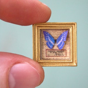 Special Edition Miniature Butterfly in Gold Frame - Dollhouse, Diorama, or Gift for Nature Lovers