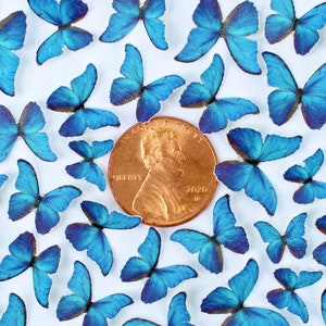 Puede incluir: Una colección de pequeñas decoraciones de mariposas azules dispersas sobre una superficie blanca. Una moneda de cobre en el centro sirve como referencia de tamaño. Las mariposas tienen patrones de alas detallados y diferentes tonos de azul.