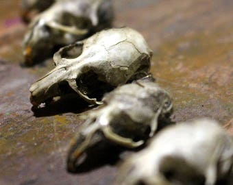 May include: A row of small, white animal skulls arranged in a line on a wooden surface. The skulls are all facing the same direction, and they are all in focus. The skulls are a light beige color, and they have small, black eyes.
