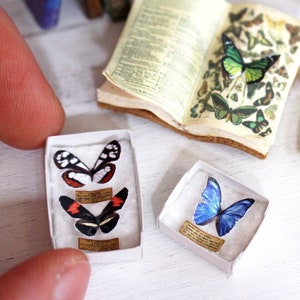 Miniature Butterfly Specimen Box