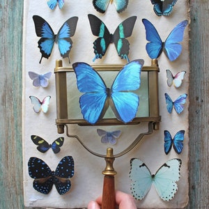 Assorted Realistic Blue Butterflies - Paper or Sticker, Pre-Cut, Choose Your Quantity - Photo Props, Home Decor, Party Favor