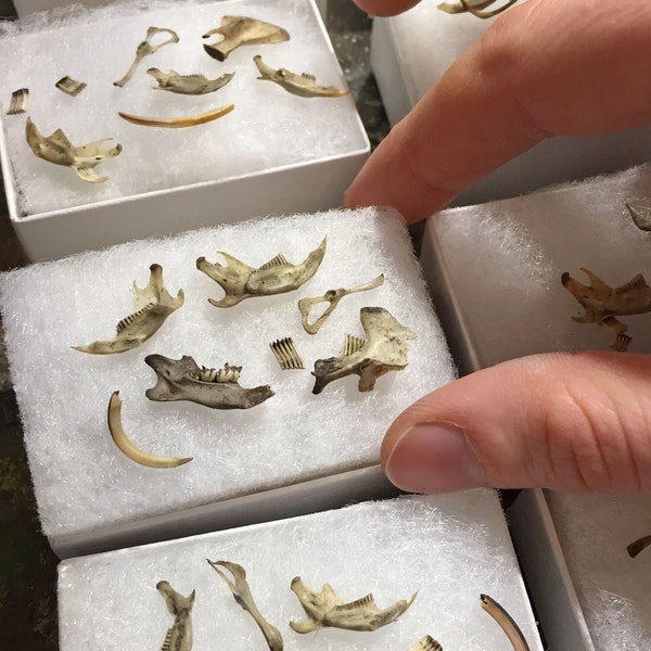 Juego de 10 huesos en miniatura reales: para casas de muñecas, proyectos de bricolaje y gabinetes de curiosidades