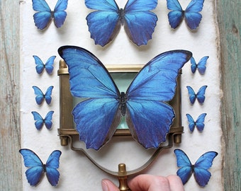 Realistic Morpho Butterflies - Paper or Sticker - Choose Your Size & Quantity, Pre-Cut - Photo Props, Home Decor, Party Favor