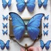 see more listings in the Butterflies Lifesize section