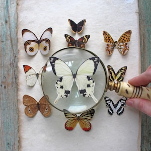 May include: A magnifying glass is placed over a white butterfly with black markings. The magnifying glass is on a sheet of paper with other butterflies, including brown, orange, and black butterflies.