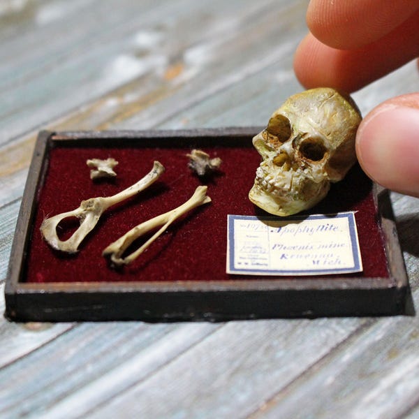 Miniature Human Bone Museum Display