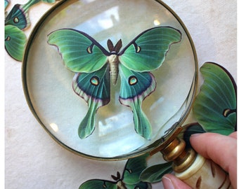 Realistic Luna Moths - Paper or Sticker - Choose Your Size & Quantity, Pre-Cut - Photo Props, Home Decor, Party Favor