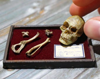 Miniature Human Bone Museum Display