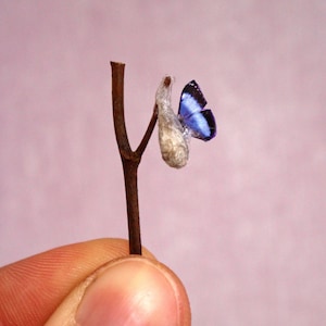 Miniature Chrysalis Cocoon & Butterfly