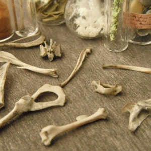 Miniature Bones - Etsy