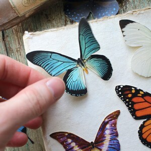 Assorted Realistic Butterflies Paper or Sticker Pre-Cut Choose Your Quantity image 4