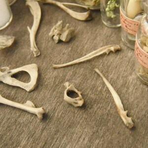 Miniature Bones - Etsy