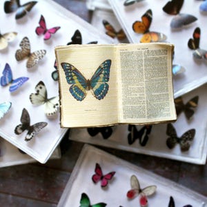 Miniature Butterfly Collection Original Artwork 3D Butterflies Dollhouse Decor 1-Inch Scale Miniatures image 3