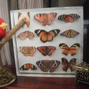 Miniature Butterfly Collection Original Artwork 3D Butterflies Dollhouse Decor 1-Inch Scale Miniatures image 7