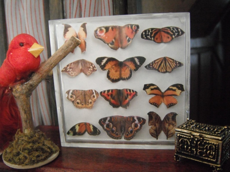 Miniature Butterfly Collection Original Artwork 3D Butterflies Dollhouse Decor 1-Inch Scale Miniatures image 7