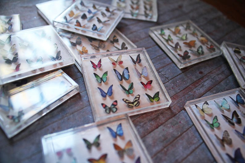 Miniature Butterfly Collection Original Artwork 3D Butterflies Dollhouse Decor 1-Inch Scale Miniatures image 4