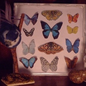 Miniature Butterfly Collection Original Artwork 3D Butterflies Dollhouse Decor 1-Inch Scale Miniatures image 8