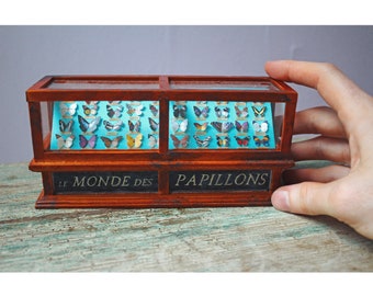Miniature World of Butterflies Antique Museum Display Case