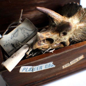 Miniature Dinosaur Skull