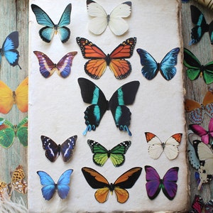 Assorted Realistic Butterflies Paper or Sticker Pre-Cut Choose Your Quantity image 5