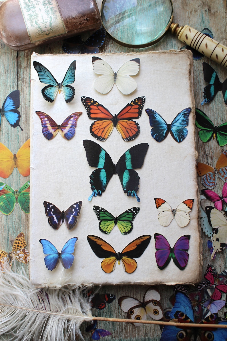 Assorted Realistic Butterflies Paper or Sticker Pre-Cut Choose Your Quantity image 5